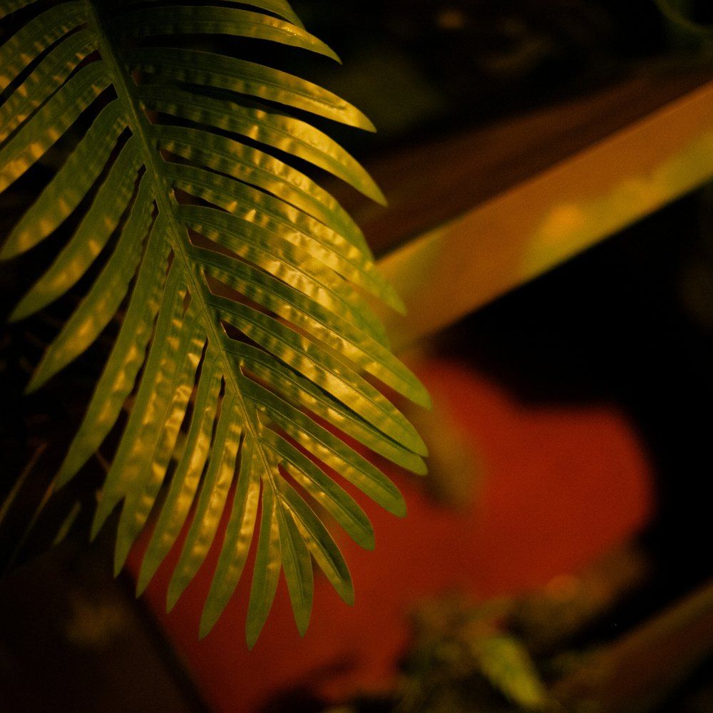 Golden palm leaves in the jungle – Call of the Jungle escape room, Keyword Warsaw